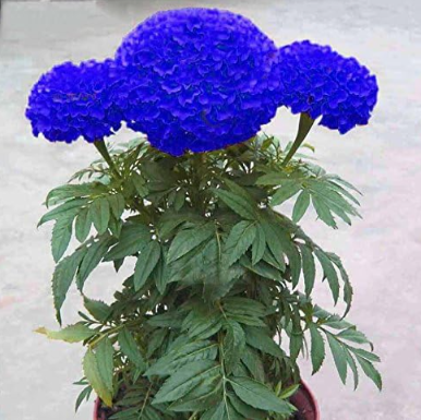Blue Maidenhair Flower Potted Herb Garden Marigold Chrysanthemum Seeds