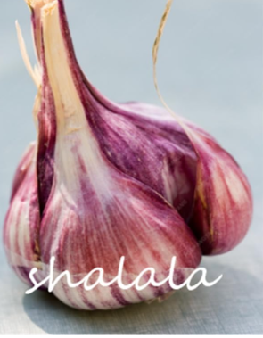 Garlic Seed Pure Natural and Organic Vegetable Plants Healthy and Pungent Spice