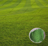 zoysia Grass Lawn Fresh Green Soft Runner Natural Plant for Home Garden Plant
