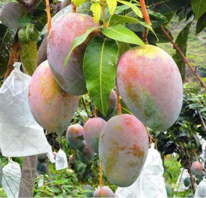 Giant Mango Fruit Rare Sweety Seed Fruit Tree Perennial Seeds
