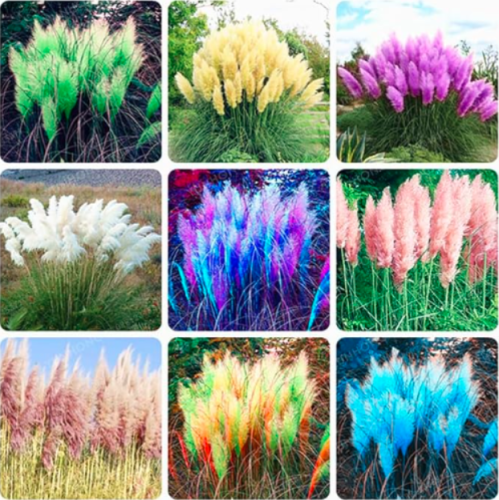 Colorful Pampas Grass Cortaderia Seed (Color: Mix)