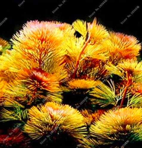 Aquarium Plant Pine Tree De Plantas Raras Fish Tank Aquatic Plant (Color: 2)