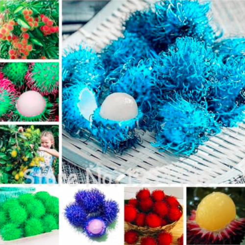 Multi Color Rambutan Malaysia Miracle Fruit Plant (Color: Q-Mixed)