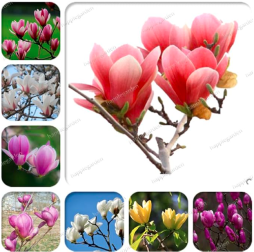 Mixed Magnolia Imported Outdoor Seed Potted Charming Fragrant Yulan Flower Mixed