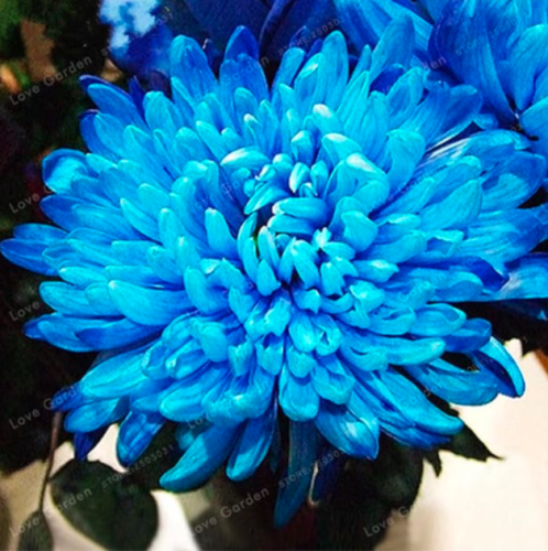Rare Blue Chrysanthemum Seed Beautiful Morifolium Seed Very Easy Grow Herb - (Color: 2)