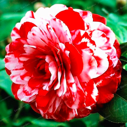 Camellia Seed 100% Real Common Camellia Seed (Color: 23)