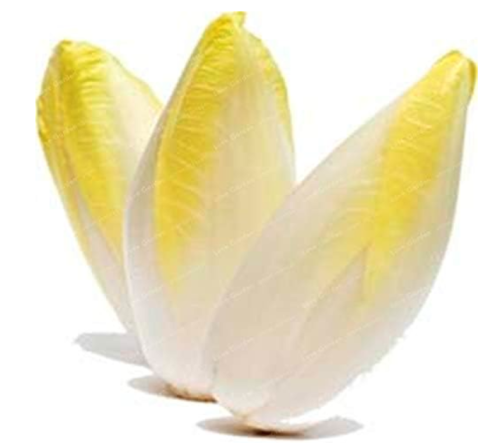 Belgian Endive Seed Organic Heirloom Vegetable Seeds