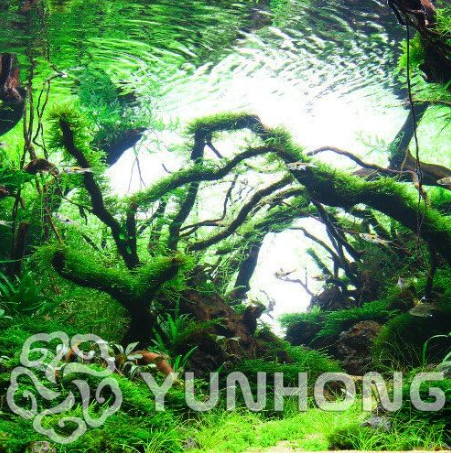 Moss Seed Heirloom Flower Groundcover Seed - Irish Moss Lush Green Carpet Decoration