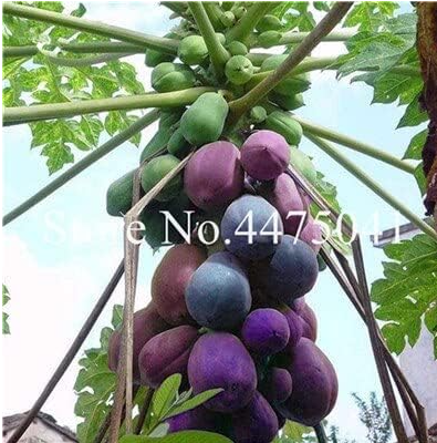 Papaya Seed Seed Organic Carica Papaya