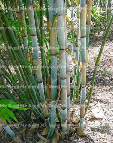 Giant Bamboo Phyllostachys Heterocycla Seeds