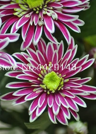Rainbow Chrysanthemum Flower Seeds