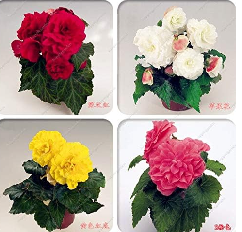 Exotic Rieger Begonias Begonia Seeds, Mixed