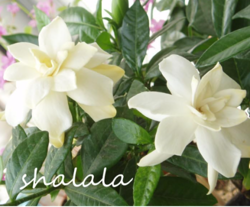 Gardenia Flower Seeds, White