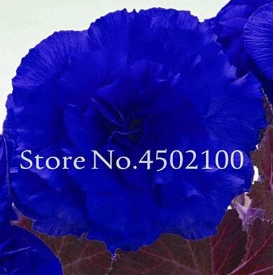 Potted Flowers Rose Rieger Begonia Seeds
