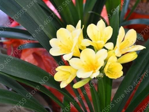 Clivia Flower Beautiful Bush Lily Potted Plant Seeds