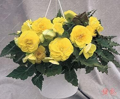 Exotic Rieger Begonias Begonia Seeds