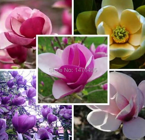 Rare Flower Seed Beautiful Yulan Flower Seed Magnolia