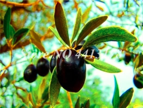 Olive Tree (Olea Europaea) Outdoor Potted Mini Olive Tree (Color: 1)