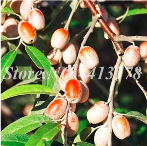 Olive Tree (Olea Europaea) Outdoor Potted Mini Olive Tree (Color: 6)