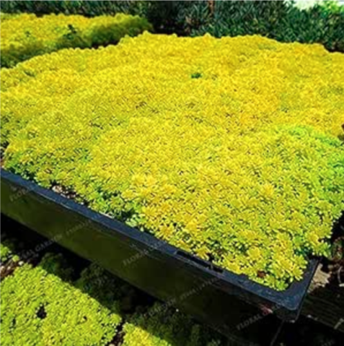 Goldmoss Sedum Golden Acre Sedum Stonecrop Gold Moss Groundcover Flower Seeds