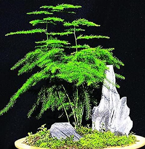 Asparagus Fern, Mini Bamboo Asparagus Setaceus Seeds