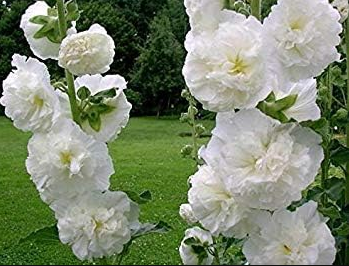 Hollyhock Makhrovaya Double White (Althaea Rosea) Perennial