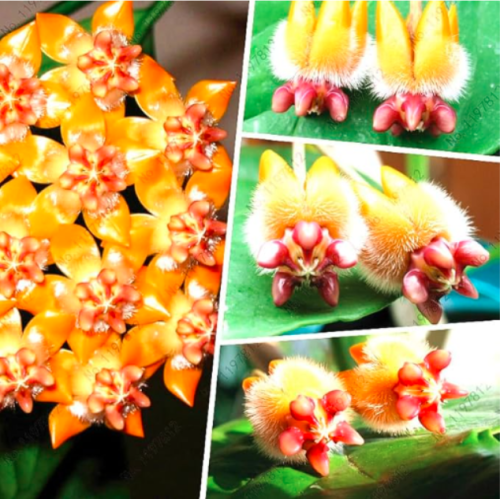 Rare Hoya Seed Flower Seeds