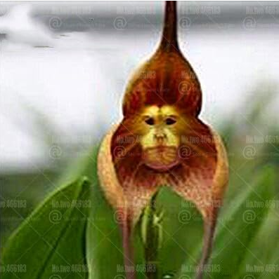 Rare Monkey face Orchid Seeds Rare Orchid Flower