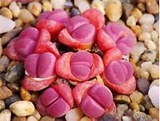 Lithops Aizoaceae Pseudotru Semillas ~Living Stones Colorful