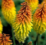Poker Kniphofia Uvaria Plant Beautiful Seeds Torch Lily