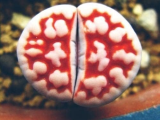 Lithops Aizoaceae Pseudotru Semillas ~Living Stones Colorful