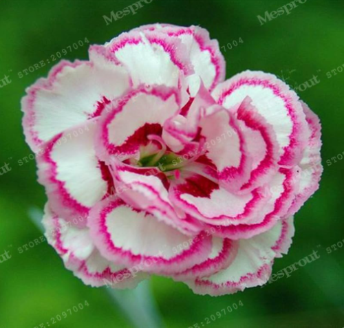 Carnation Seed Perennial Flower White Double Flowers with Rose Red Edge