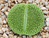 Lithops Aizoaceae Pseudotru Semillas ~Living Stones Colorful