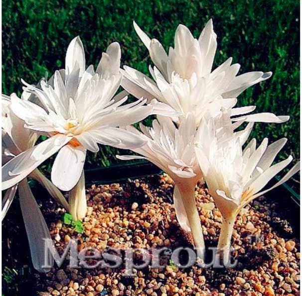 ColchicumSeedBeautifulPlantSeedFlowerSeeds(Color:4)