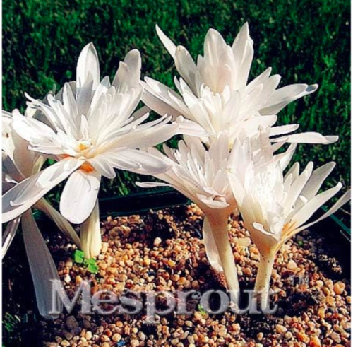 Colchicum Seed Beautiful Plant Seed Flower Seeds (Color: 4)
