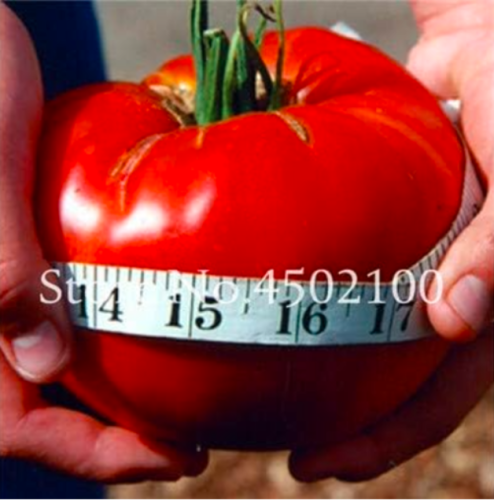 Big Beef Hybrid Tomato Seed, Extra-Large (Color: 1)