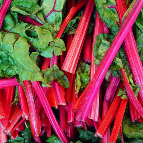 Rhubarb Seeds, Swiss Chard, Organic Seeds
