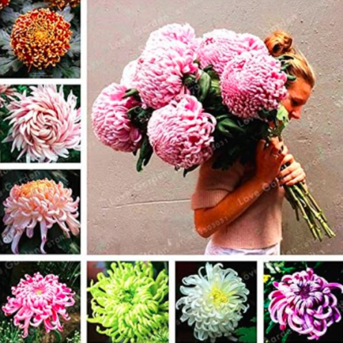 Chrysanthemum Seed Rare Perennial Flowers (Color: mixed)