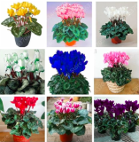 Mixed Cyclamen Indoor Potted Flower Seeds (Color: mixed)