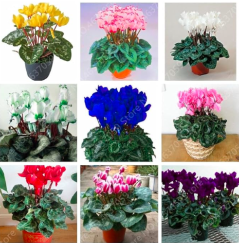 Mixed Cyclamen Indoor Potted Flower Seeds (Color: mixed)