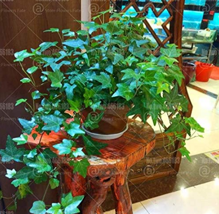 Ivy Seed Perennial Evergreen Climbing Bush Indoor Potted