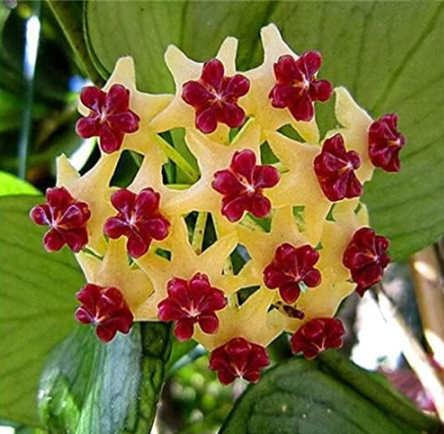 Rare Color Hoya Seed, Hoya Plant, Ball Orchid Flower Seeds