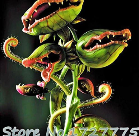 Venus Fly Trap Dionaea Muscipula Carnivorous Seeds