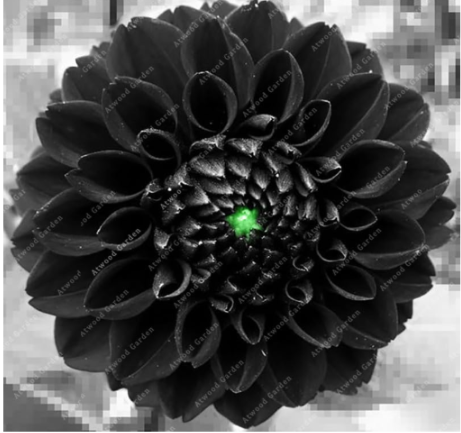 Beautiful Seven Color Dahlia of Flowers Perennial Seed Most Widely Cultivated Ornamental Plants