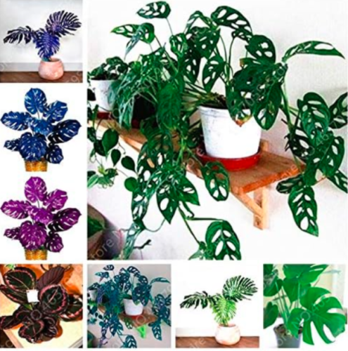 Rare Palm Turtle Leaves Monstera Seed Outdoor Potted (Color: Mixed)