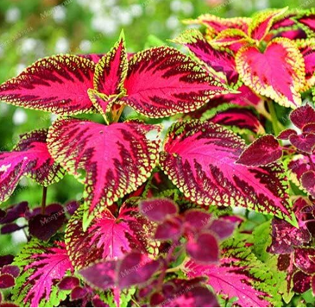 Janpanse Seed Coleus Seed Foliage Plants Perfect Color Rainbow Dragon Seed