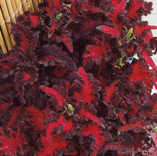 Coleus Seeds - Black Dragon Seeds, Coleus Scutellarioides