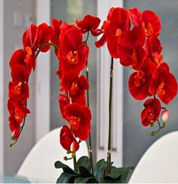 Numerous Color Orchid Seed Various Orchid Species for Garden and Home