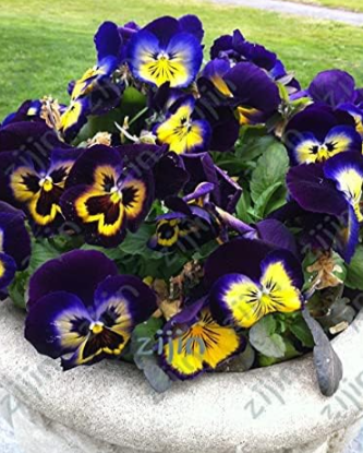Mexican Imported Pansy Seed Wavy Viola Tricolor Pansy Flower