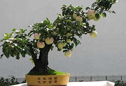 Apple Trees Bonsai Indoor Plants Garden Decoration Home